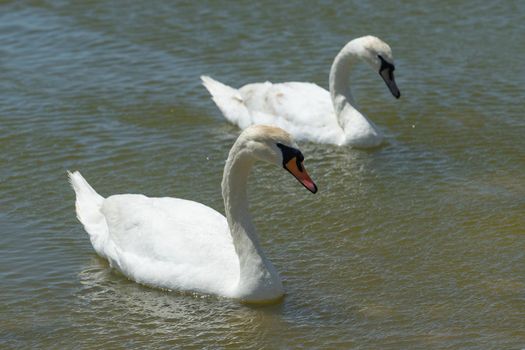 White swans on the water surface of the lake. Beauty of nature