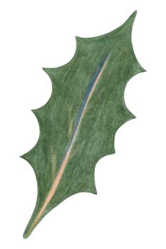 Christmas Holly Berry Green Leaf Drawn by Colored Pencil Isolated on White Background.