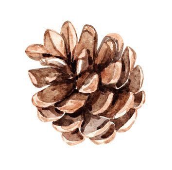 Watercolor brown pine cone isolated on white