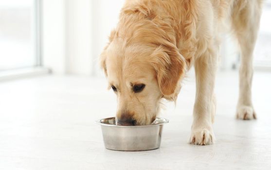 Golden retriever dog and food