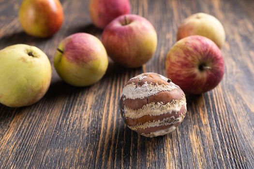 Apple with mold and fresh apple on background - mold growth and food spoilage concept