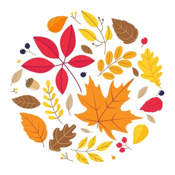 Round composition of different autumn leaves isolated on white background.