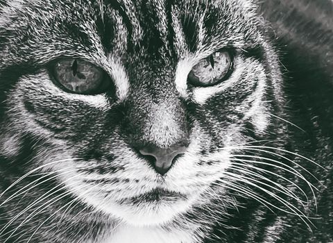Beautiful female tabby cat at home, adorable domestic pet, black and white portrait