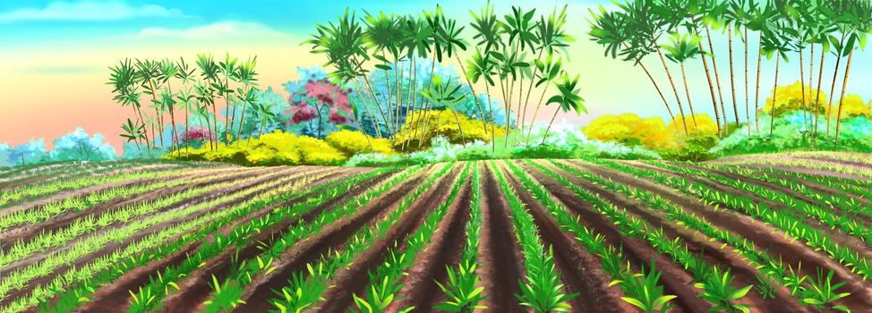 Rice field on a sunny day illustration