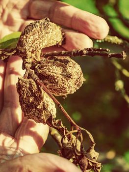 Man hold twig with peach fruits orchard Disease.  Damaged Peach frui