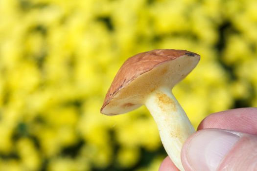 Edible mushroom in a forest on yellow background.