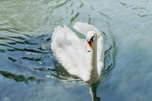 swan on blue lake water in sunny day, swans on pond, nature series.