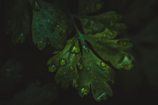 Macro leaf in rain