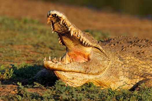 Nile crocodile with open jaws