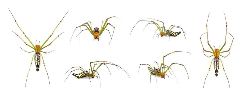 Group of Decorative Big-jawed Spider(Leucauge decorate) isolated on white background. Animals. Insects.
