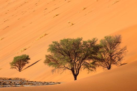 Sand dune and trees - Namib desert