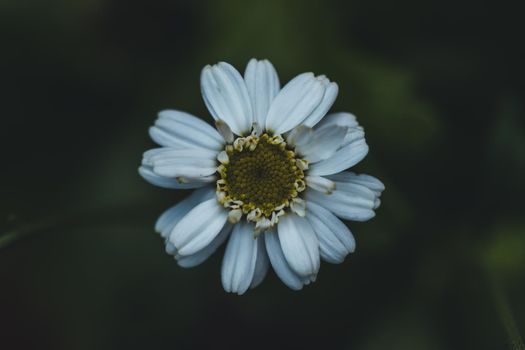 Macro photo of coloured flower. High quality photo