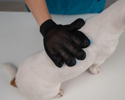 Veterinarian combing a Jack Russell Terrier dog with a special glove.