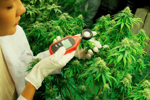 Scientist measure temperature and humidity on gratifying cannabis plant and bud.