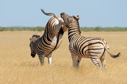 Plains zebra stallions fighting