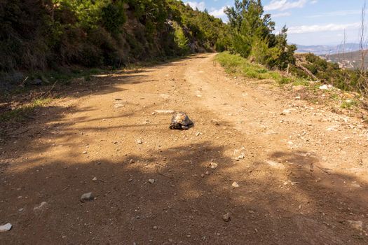 A patient turtle traveling on a dirt road