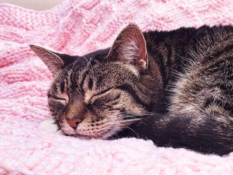 Beautiful female tabby cat on pink knitted blanket at home, adorable domestic pet portrait