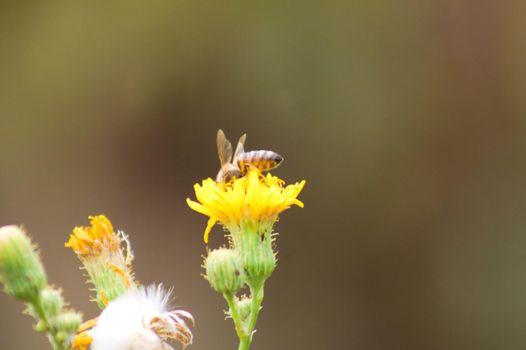 Closeup of bee pollinating perennial sowthistle yellow flower with blurred background