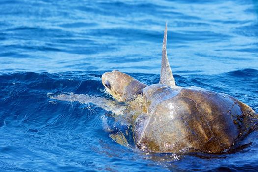 Mating of sea turtles in the open ocean. Olive ridley sea turtles or Lepidochelys olivacea during the mating games. The life of marine reptiles