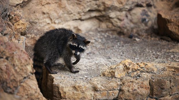 Wild Raccoon. Procyon lotor. Funny young raccoons live and play on a rock. Wildlife America