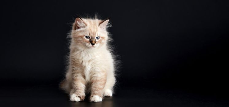Funny Kitten with bright blue eyes on a black background. Small fluffy kitten of the Neva masquerade cat