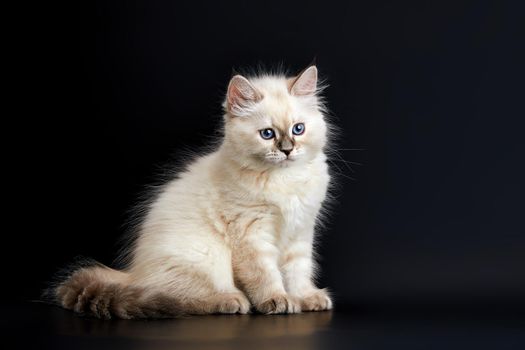 Funny Kitten with bright blue eyes on a black background. Small fluffy kitten