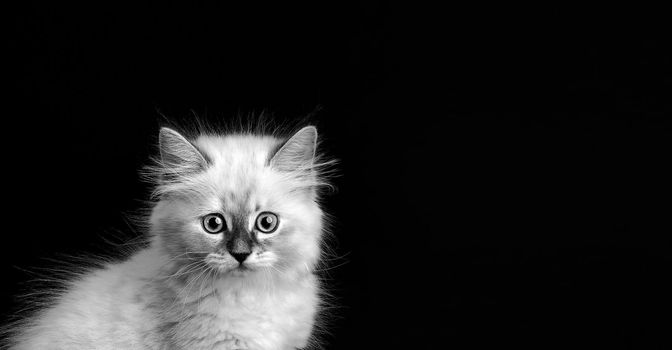 Funny Kitten on a black background, black and white portret. Small fluffy kitten of the Neva masquerade cat, subspecies of the Siberian cat