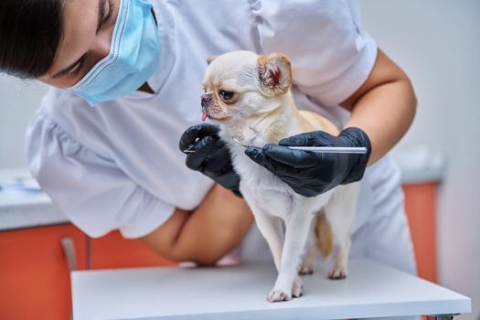 Small chihuahua dog being examined by a dentist doctor in a veterinary clinic. Pets, medicine, hygiene, care, animals concept