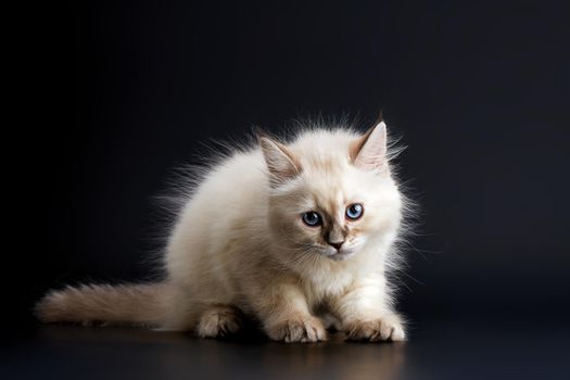 Funny Kitten with bright blue eyes on a black background. Small fluffy kitten