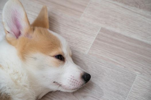 Cute welsh corgi puppy is sleeping on the floor. View from above.