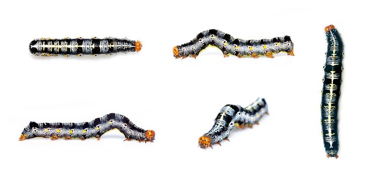 Group of caterpillar of moth isolated on white background. Animal. worm. Insect.
