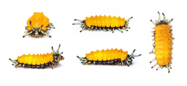 Group of amber caterpillar isolated on white background. Animal. worms. Insect.