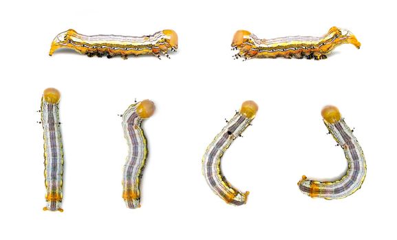 Group of yellow-headed butterfly caterpillars isolated on white background. Animal. Insect.