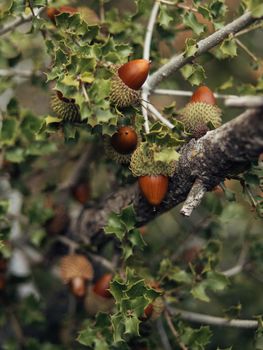 Acorns fruits. Close-up acorns fruits in the oak nut tree