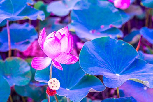 Pink lotus flower blooming in  pond with green leaves background