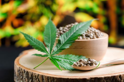 Legalized cannabis concept for medical and healthcare purpose shown by hemp seed