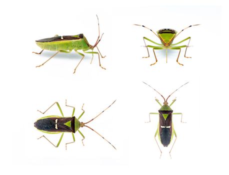 Group of green legume pod bug(Hemiptera) isolated on white background. Animal. Insect.