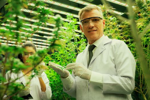 Scientists working at cannabis hemp and gratifying marijuana plantation.