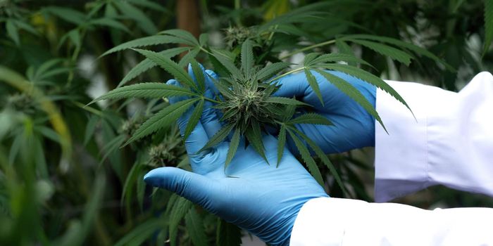 Cannabis leaves holding by hand wearing protecting glove