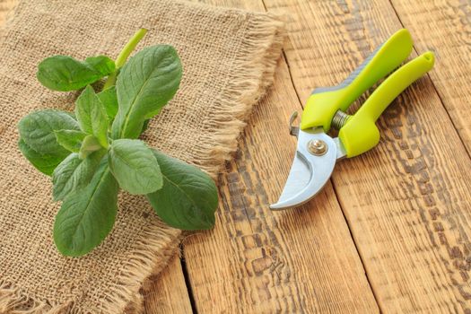 Pruner and cut branch of mint on wooden boards