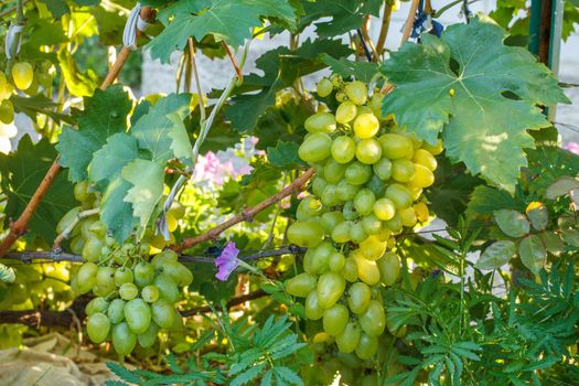 Unripe, young wine grapes in summer vineyard.