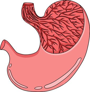 Anatomical human stomach vector colored, cartoon icon. Hand drawn internal