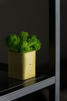 green moss in a yellow concrete pot
