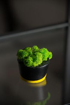 moss in black and yellow concrete candle holders