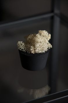 white moss in a black concrete pot