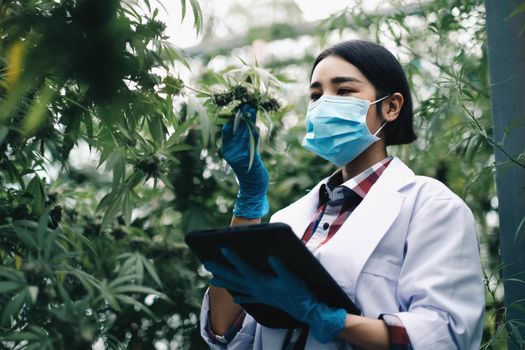 A scientist examines cannabis with a tablet in his hands. Medical research of marijuana leaves plants.