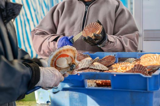 Women open and clean scallops for sale at the Fair of Herring and scallop shell.