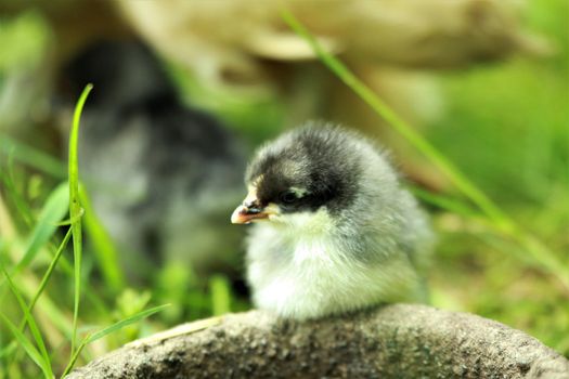A little young chicken chick in the grass in front of a potions