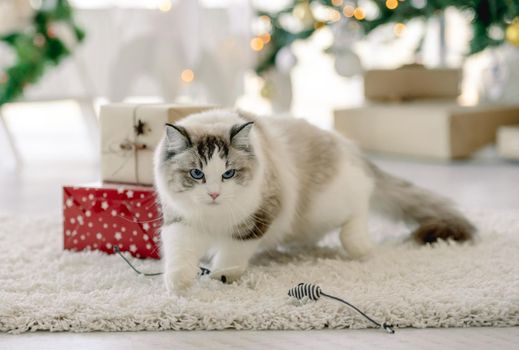 Ragdoll cat in Christmas time