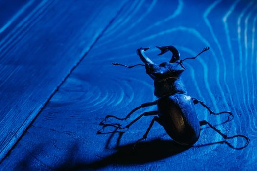 Beautiful insect listed in Red List, largest rare male stag in europe - Lucanus cervus. Horned beetle deer on blue wooden table. Wildlife. Close up.
